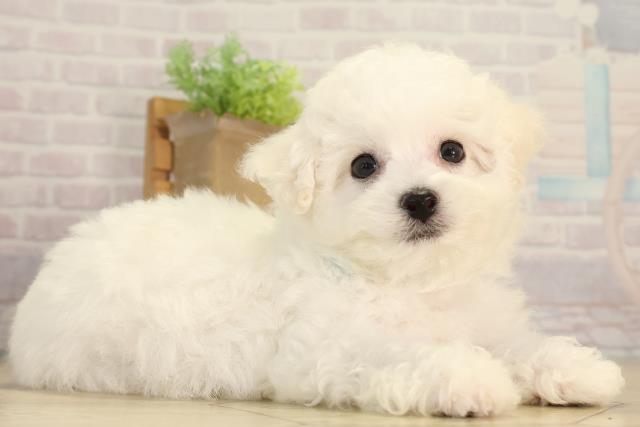 愛知県のビションフリーゼ (Coo&RIKU東海店/2026年5月5日生まれ/男の子/ホワイト)の子犬の2枚目の画像