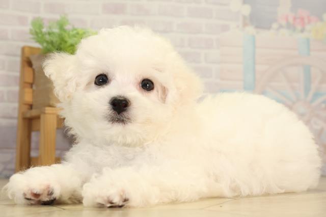 愛知県のビションフリーゼ (Coo&RIKU東海店/2026年5月5日生まれ/男の子/ホワイト)の子犬の3枚目の画像