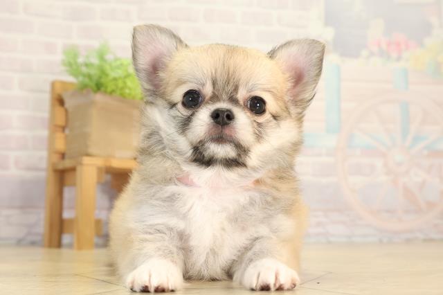 愛知県のチワワ(ロング) (Coo&RIKU豊橋店/2026年5月10日生まれ/女の子/フォーンホワイト)の子犬の1枚目の画像