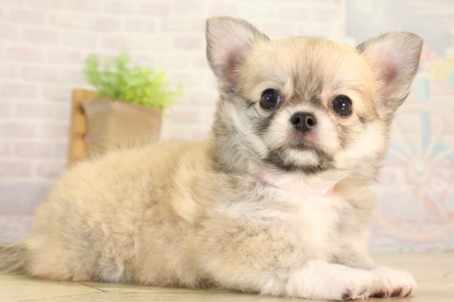 愛知県のチワワ(ロング) (Coo&RIKU豊橋店/2026年5月10日生まれ/女の子/フォーンホワイト)の子犬の2枚目の画像
