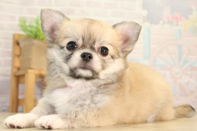 愛知県のチワワ(ロング) (Coo&RIKU豊橋店/2026年5月10日生まれ/女の子/フォーンホワイト)の子犬の3枚目の画像