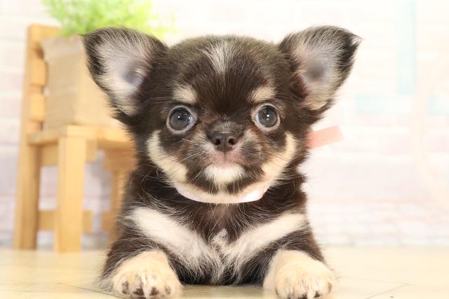 三重県のチワワ(ロング) (Coo&RIKU四日市店/2026年5月10日生まれ/女の子/ブラックタン)の子犬の1枚目の画像