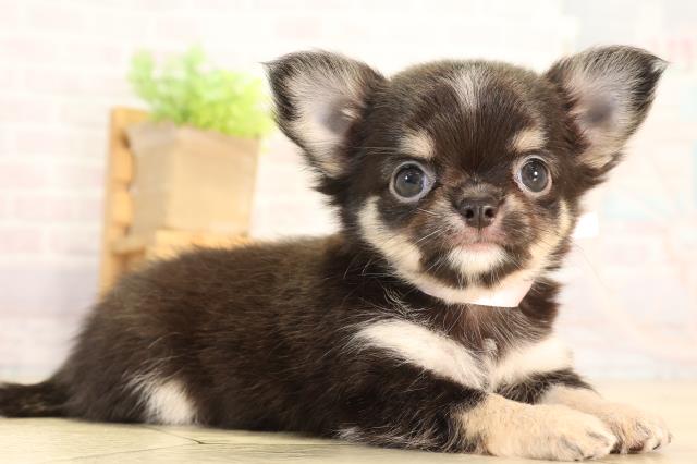 三重県のチワワ(ロング) (Coo&RIKU四日市店/2026年5月10日生まれ/女の子/ブラックタン)の子犬の2枚目の画像