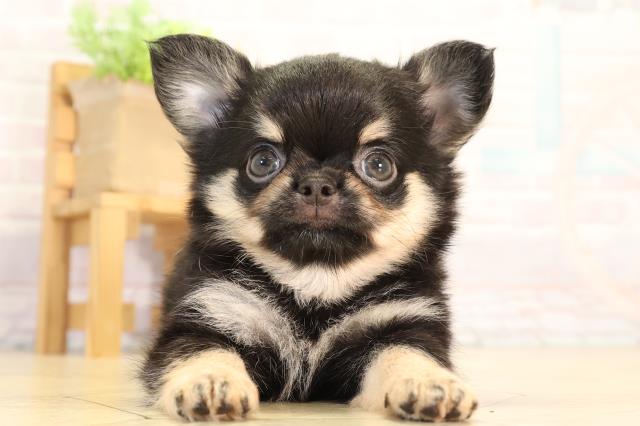 三重県のチワワ(ロング) (Coo&RIKU四日市店/2026年5月10日生まれ/男の子/ブラックタン)の子犬の1枚目の画像