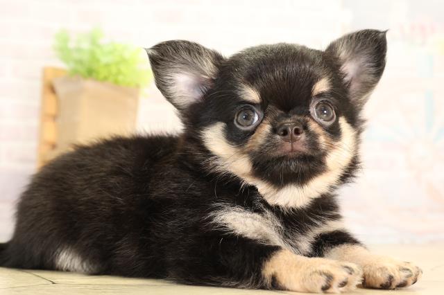三重県のチワワ(ロング) (Coo&RIKU四日市店/2026年5月10日生まれ/男の子/ブラックタン)の子犬の2枚目の画像