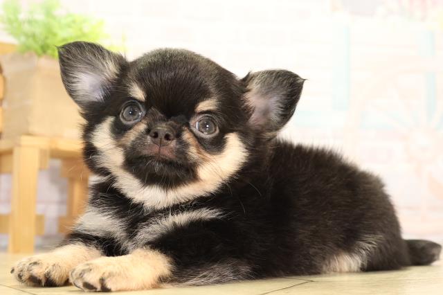 三重県のチワワ(ロング) (Coo&RIKU四日市店/2026年5月10日生まれ/男の子/ブラックタン)の子犬の3枚目の画像