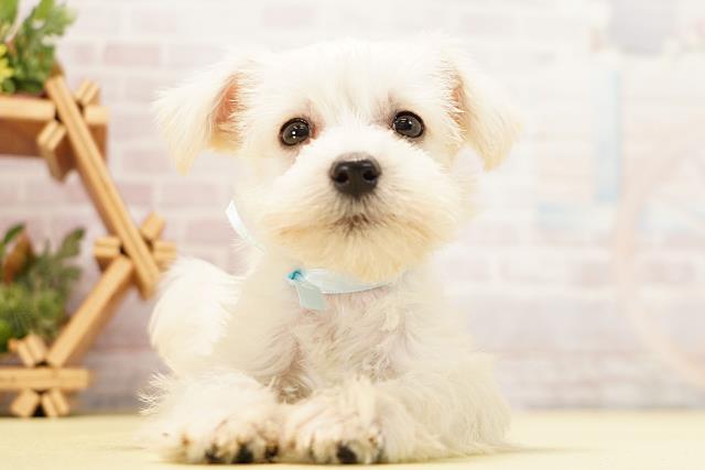 三重県のミニチュアシュナウザー (Coo&RIKU四日市店/2026年5月9日生まれ/男の子/ホワイト)の子犬の1枚目の画像