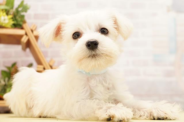 三重県のミニチュアシュナウザー (Coo&RIKU四日市店/2026年5月9日生まれ/男の子/ホワイト)の子犬の2枚目の画像