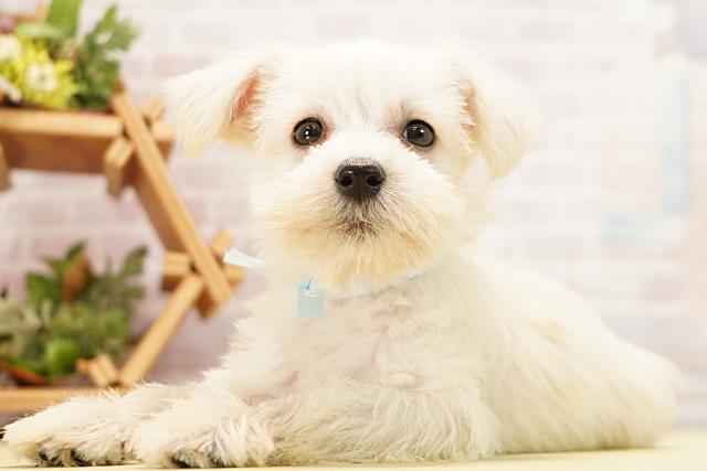 三重県のミニチュアシュナウザー (Coo&RIKU四日市店/2026年5月9日生まれ/男の子/ホワイト)の子犬の3枚目の画像