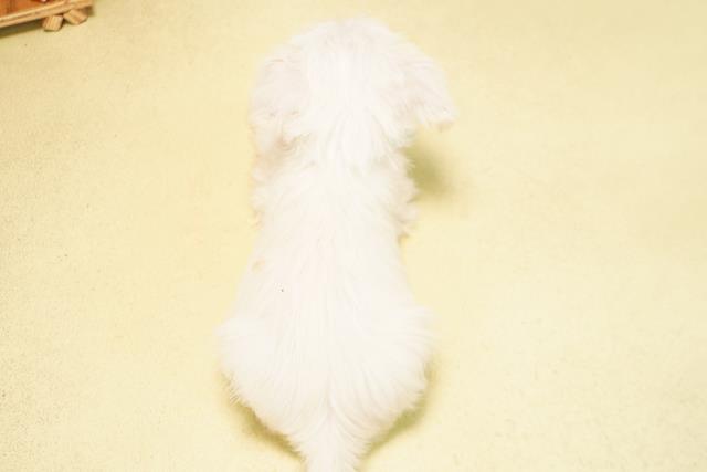 三重県のミニチュアシュナウザー (Coo&RIKU四日市店/2026年5月9日生まれ/男の子/ホワイト)の子犬の4枚目の画像