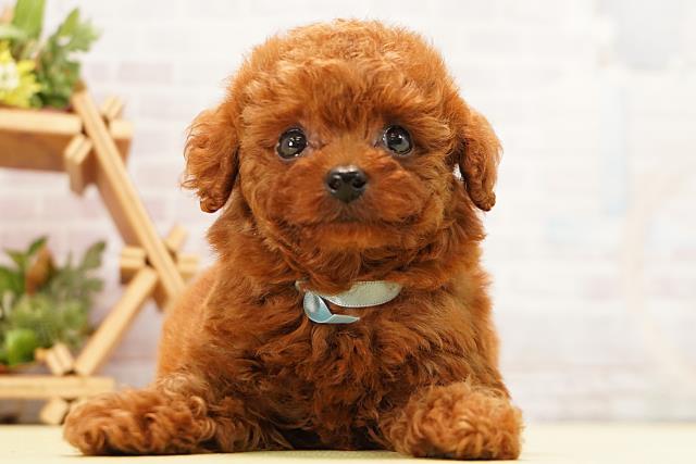 愛知県のトイプードル(トイ) (Coo&RIKU名古屋中川店/2026年5月10日生まれ/男の子/レッド)の子犬の1枚目の画像