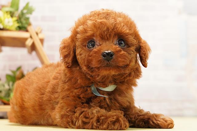 愛知県のトイプードル(トイ) (Coo&RIKU名古屋中川店/2026年5月10日生まれ/男の子/レッド)の子犬の2枚目の画像