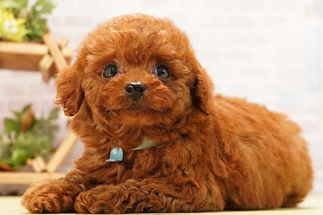 愛知県のトイプードル(トイ) (Coo&RIKU名古屋中川店/2026年5月10日生まれ/男の子/レッド)の子犬の3枚目の画像