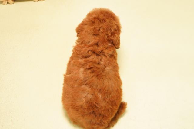 愛知県のトイプードル(トイ) (Coo&RIKU名古屋中川店/2026年5月10日生まれ/男の子/レッド)の子犬の4枚目の画像