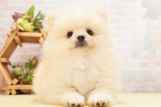 愛知県のポメラニアン (Coo&RIKU東海店/2026年5月10日生まれ/男の子/クリーム)の子犬の1枚目の画像