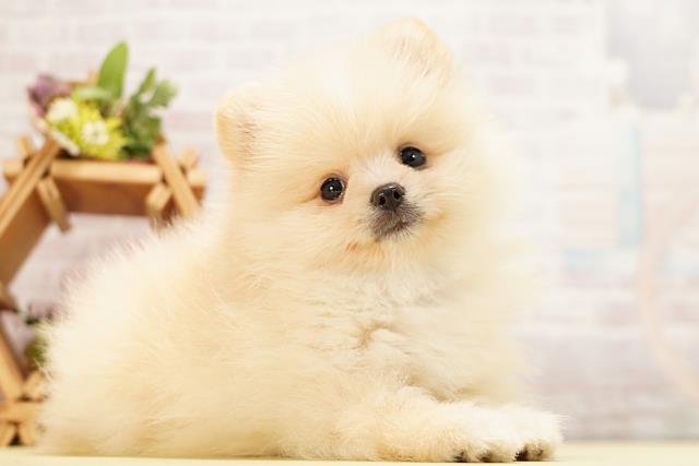 愛知県のポメラニアン (Coo&RIKU東海店/2026年5月10日生まれ/男の子/クリーム)の子犬の2枚目の画像