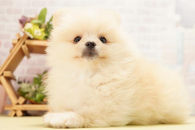 愛知県のポメラニアン (Coo&RIKU東海店/2026年5月10日生まれ/男の子/クリーム)の子犬の3枚目の画像