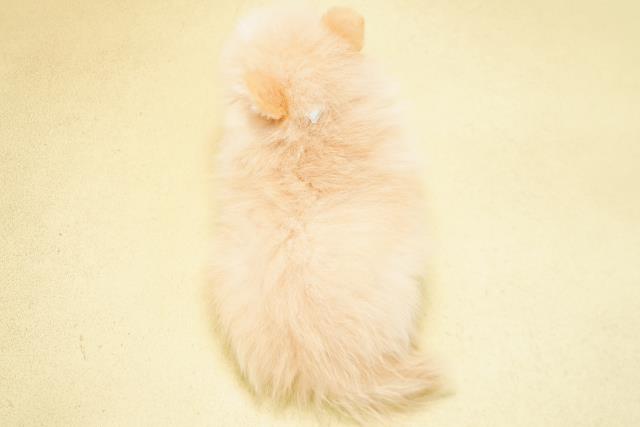 愛知県のポメラニアン (Coo&RIKU東海店/2026年5月10日生まれ/男の子/クリーム)の子犬の4枚目の画像