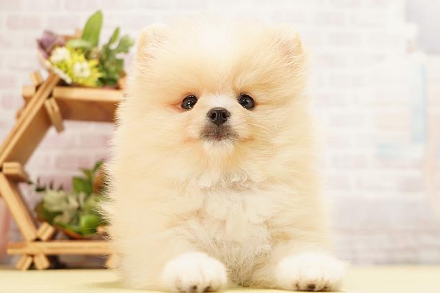 愛知県のポメラニアン (Coo&RIKU瀬港線守山店/2026年5月10日生まれ/男の子/クリーム)の子犬の1枚目の画像