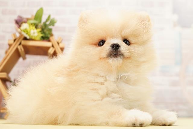 愛知県のポメラニアン (Coo&RIKU瀬港線守山店/2026年5月10日生まれ/男の子/クリーム)の子犬の2枚目の画像