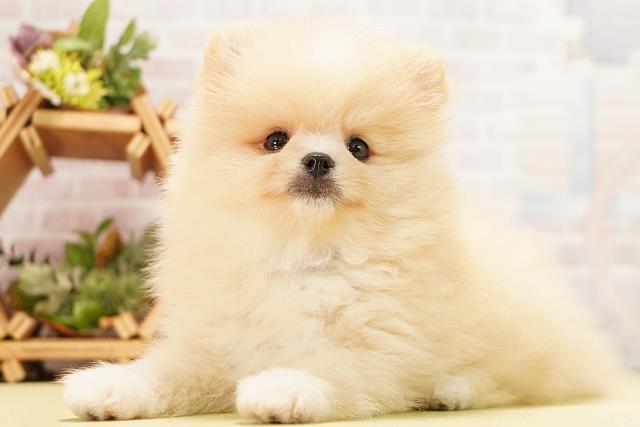 愛知県のポメラニアン (Coo&RIKU瀬港線守山店/2026年5月10日生まれ/男の子/クリーム)の子犬の3枚目の画像