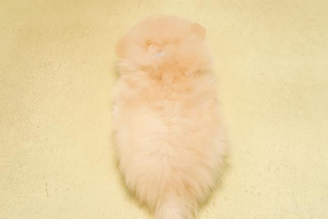愛知県のポメラニアン (Coo&RIKU瀬港線守山店/2026年5月10日生まれ/男の子/クリーム)の子犬の4枚目の画像