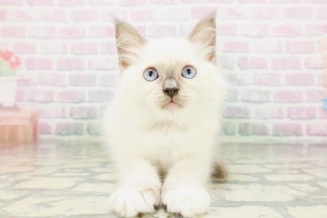 長野県のラグドール (Coo&RIKU長野店/2026年5月1日生まれ/女の子/ブルーポイントミテッド)の子猫の1枚目の画像