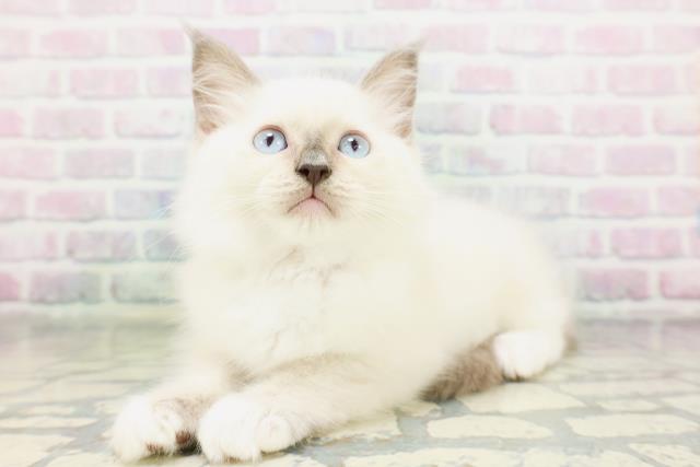 長野県のラグドール (Coo&RIKU長野店/2026年5月1日生まれ/女の子/ブルーポイントミテッド)の子猫の2枚目の画像