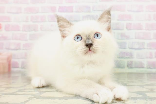 長野県のラグドール (Coo&RIKU長野店/2026年5月1日生まれ/女の子/ブルーポイントミテッド)の子猫の3枚目の画像