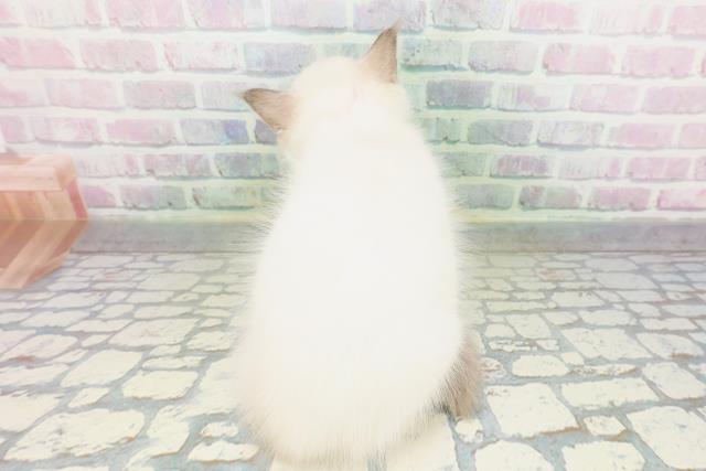 長野県のラグドール (Coo&RIKU長野店/2026年5月1日生まれ/女の子/ブルーポイントミテッド)の子猫の4枚目の画像