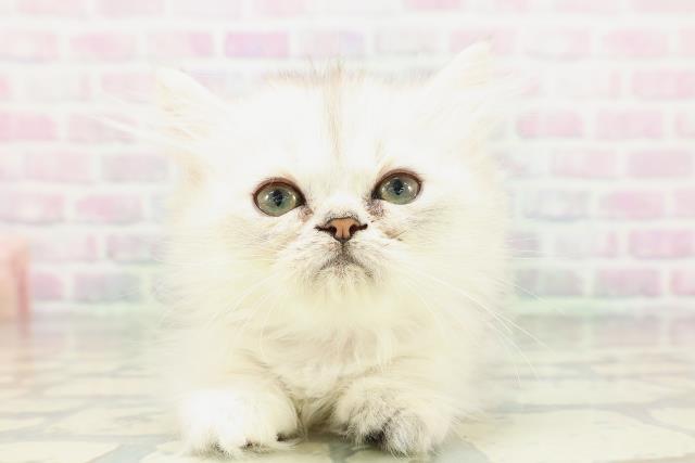 東京都のミヌエット (Coo&RIKU中野サンモール店/2026年4月24日生まれ/女の子/シルバータビー)の子猫