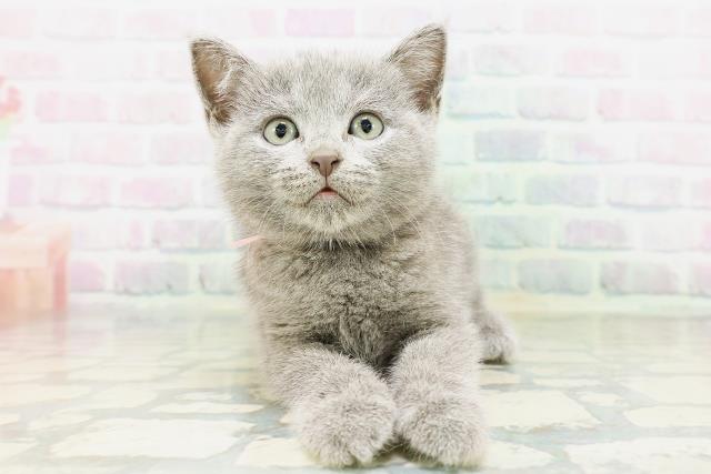 シャルトリュー