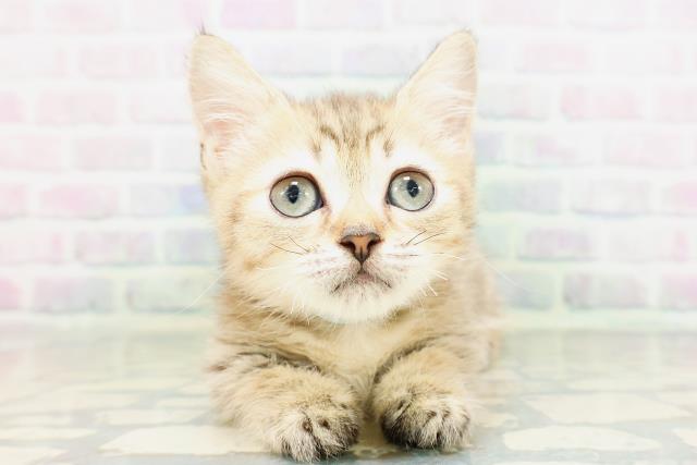 栃木県のミヌエット (Coo&RIKU宇都宮店/2026年4月19日生まれ/男の子/ブラウンタビー)の子猫の1枚目の画像