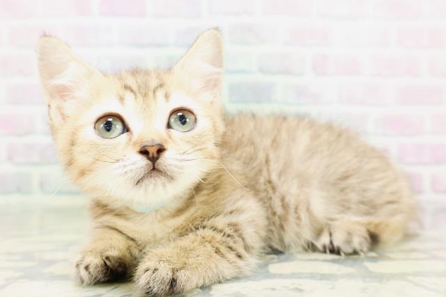 栃木県のミヌエット (Coo&RIKU宇都宮店/2026年4月19日生まれ/男の子/ブラウンタビー)の子猫の2枚目の画像