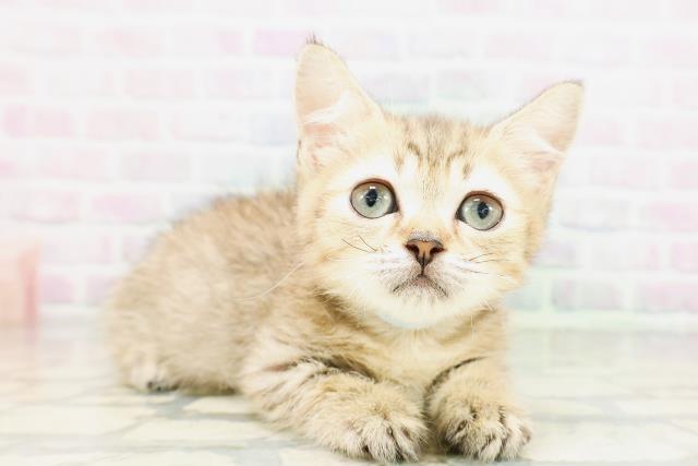 栃木県のミヌエット (Coo&RIKU宇都宮店/2026年4月19日生まれ/男の子/ブラウンタビー)の子猫の3枚目の画像