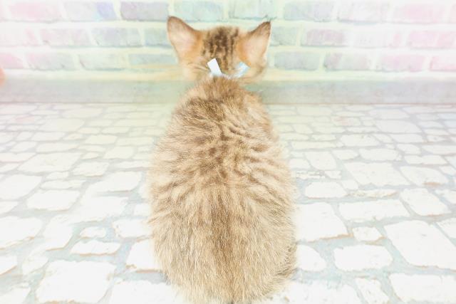 栃木県のミヌエット (Coo&RIKU宇都宮店/2026年4月19日生まれ/男の子/ブラウンタビー)の子猫の4枚目の画像