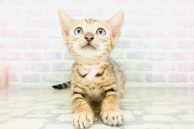 栃木県のベンガル (Coo&RIKU宇都宮店/2026年4月30日生まれ/女の子/ブラウンスポットタビー)の子猫の1枚目の画像