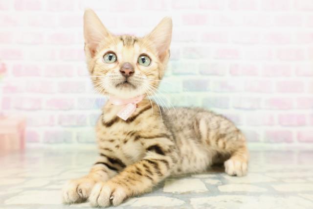 栃木県のベンガル (Coo&RIKU宇都宮店/2026年4月30日生まれ/女の子/ブラウンスポットタビー)の子猫の2枚目の画像