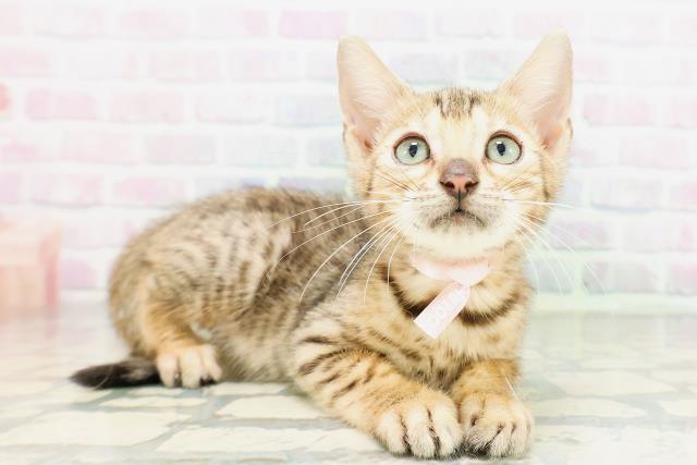 栃木県のベンガル (Coo&RIKU宇都宮店/2026年4月30日生まれ/女の子/ブラウンスポットタビー)の子猫の3枚目の画像