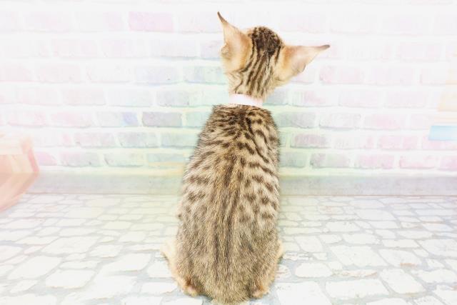 栃木県のベンガル (Coo&RIKU宇都宮店/2026年4月30日生まれ/女の子/ブラウンスポットタビー)の子猫の4枚目の画像