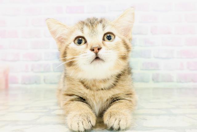 東京都のマンチカン (Coo&RIKU下北沢店/2026年5月4日生まれ/女の子/ブラウンティックドタビー)の子猫の1枚目の画像
