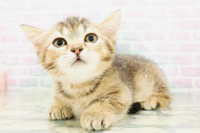 東京都のマンチカン (Coo&RIKU下北沢店/2026年5月4日生まれ/女の子/ブラウンティックドタビー)の子猫の2枚目の画像