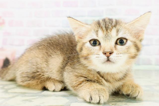 東京都のマンチカン (Coo&RIKU下北沢店/2026年5月4日生まれ/女の子/ブラウンティックドタビー)の子猫の3枚目の画像
