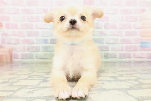青森県のチワワ(ロング) (Coo&RIKU八戸店/2026年5月10日生まれ/男の子/クリームホワイト)の子犬の1枚目の画像