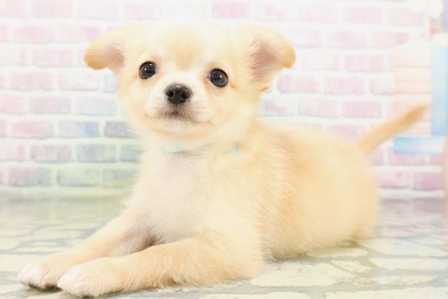 青森県のチワワ(ロング) (Coo&RIKU八戸店/2026年5月10日生まれ/男の子/クリームホワイト)の子犬の2枚目の画像