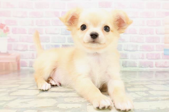 青森県のチワワ(ロング) (Coo&RIKU八戸店/2026年5月10日生まれ/男の子/クリームホワイト)の子犬の3枚目の画像