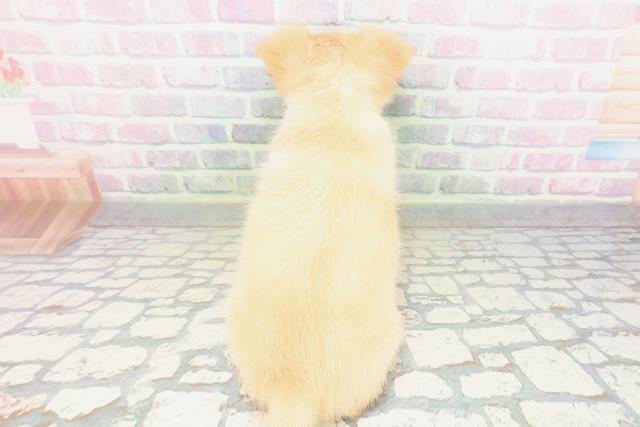 青森県のチワワ(ロング) (Coo&RIKU八戸店/2026年5月10日生まれ/男の子/クリームホワイト)の子犬の4枚目の画像