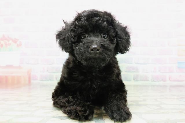 東京都のトイプードル(トイ) (Coo&RIKU高円寺店/2026年5月4日生まれ/男の子/ブラック)の子犬の1枚目の画像