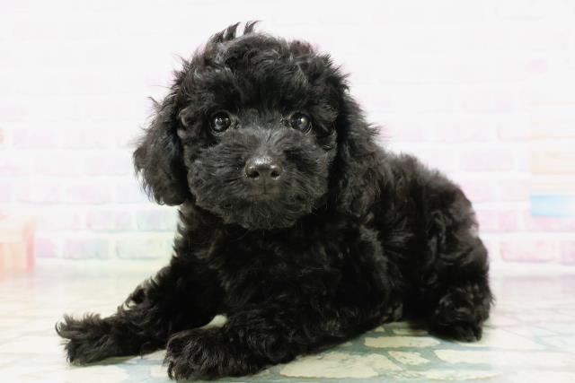 東京都のトイプードル(トイ) (Coo&RIKU高円寺店/2026年5月4日生まれ/男の子/ブラック)の子犬の2枚目の画像