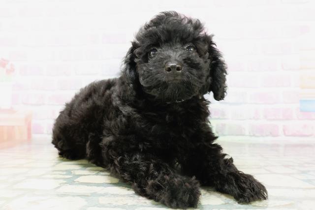 東京都のトイプードル(トイ) (Coo&RIKU高円寺店/2026年5月4日生まれ/男の子/ブラック)の子犬の3枚目の画像